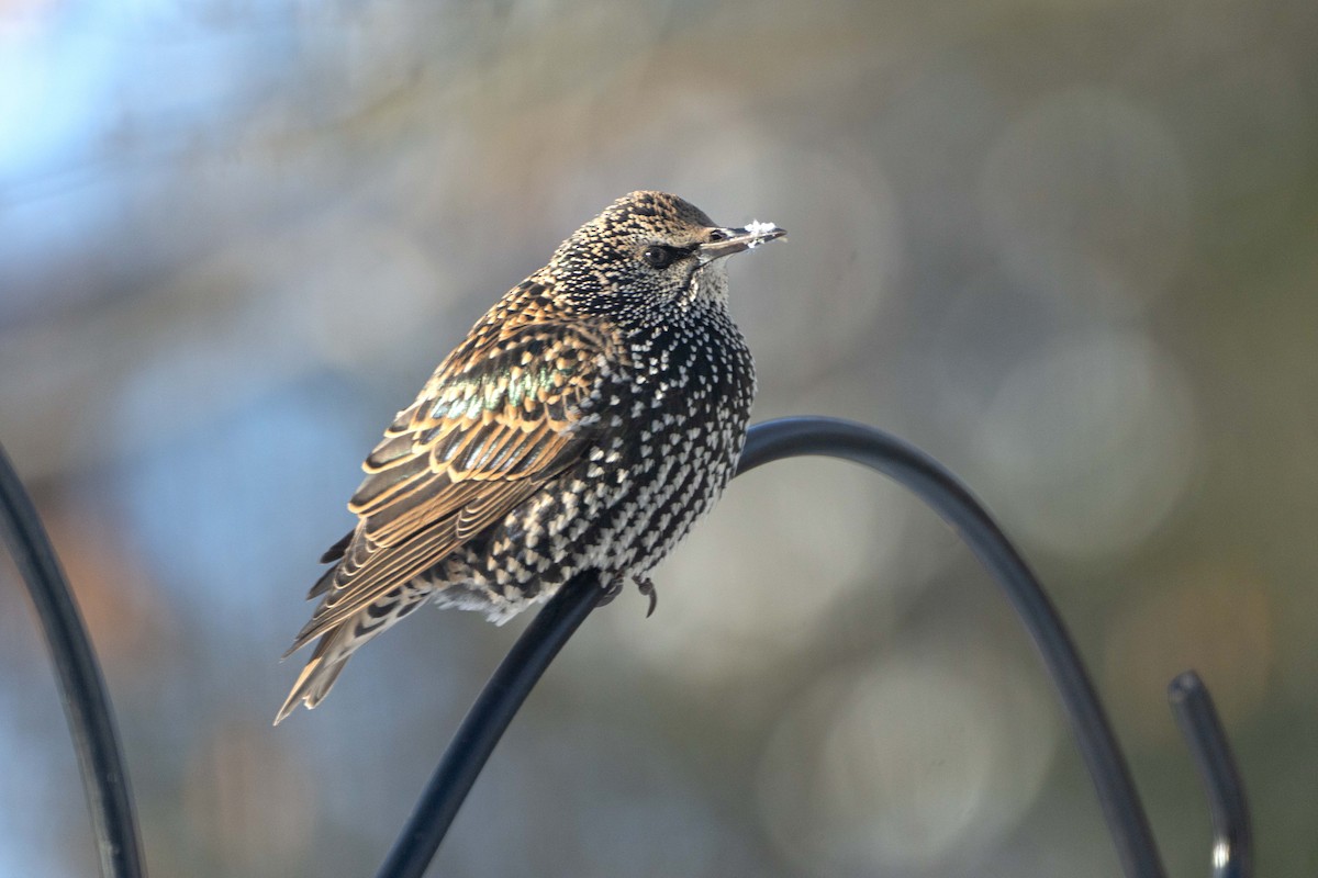 Хар тодол - ML646410933