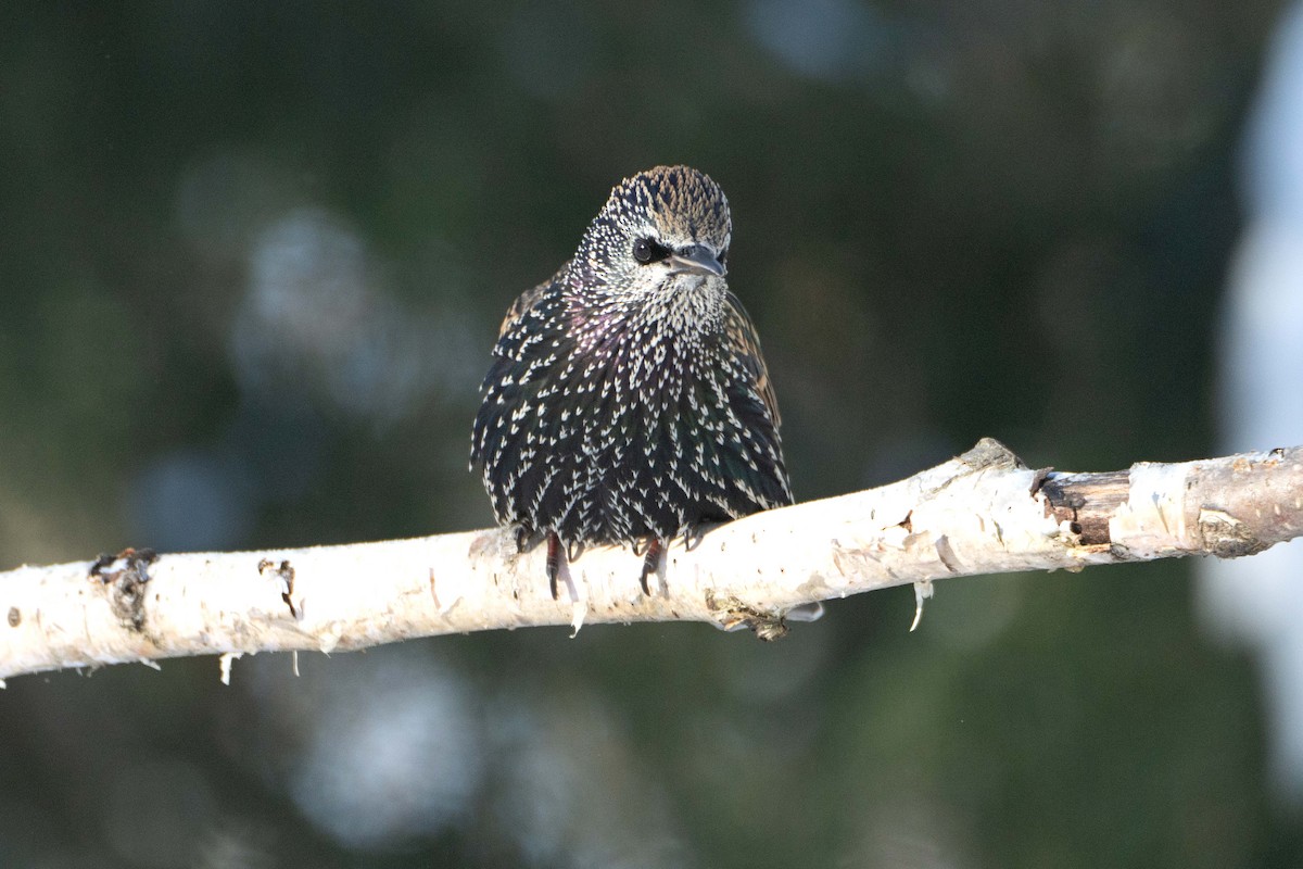 Хар тодол - ML646410934