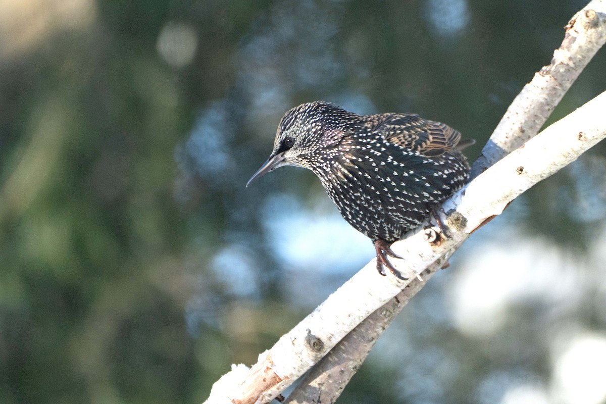 Хар тодол - ML646410935