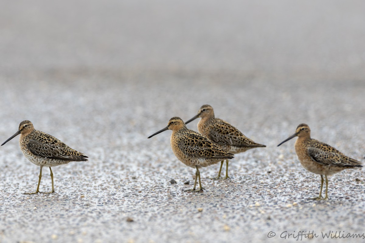 Long-billed Dowitcher - ML646410936