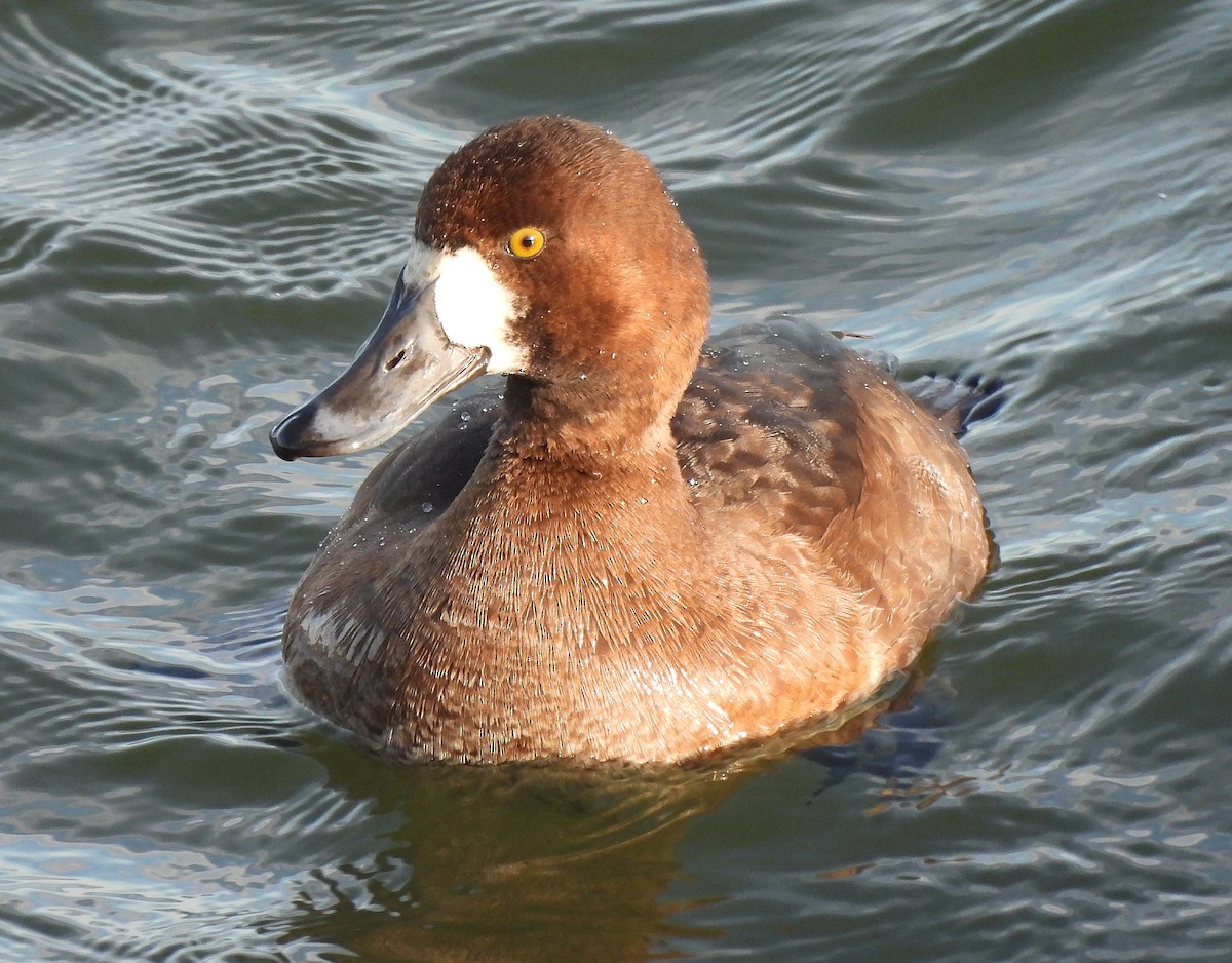 Greater Scaup - ML646410937