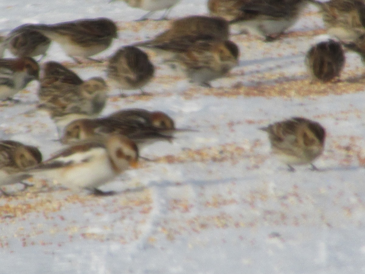 Snow Bunting - ML646410938