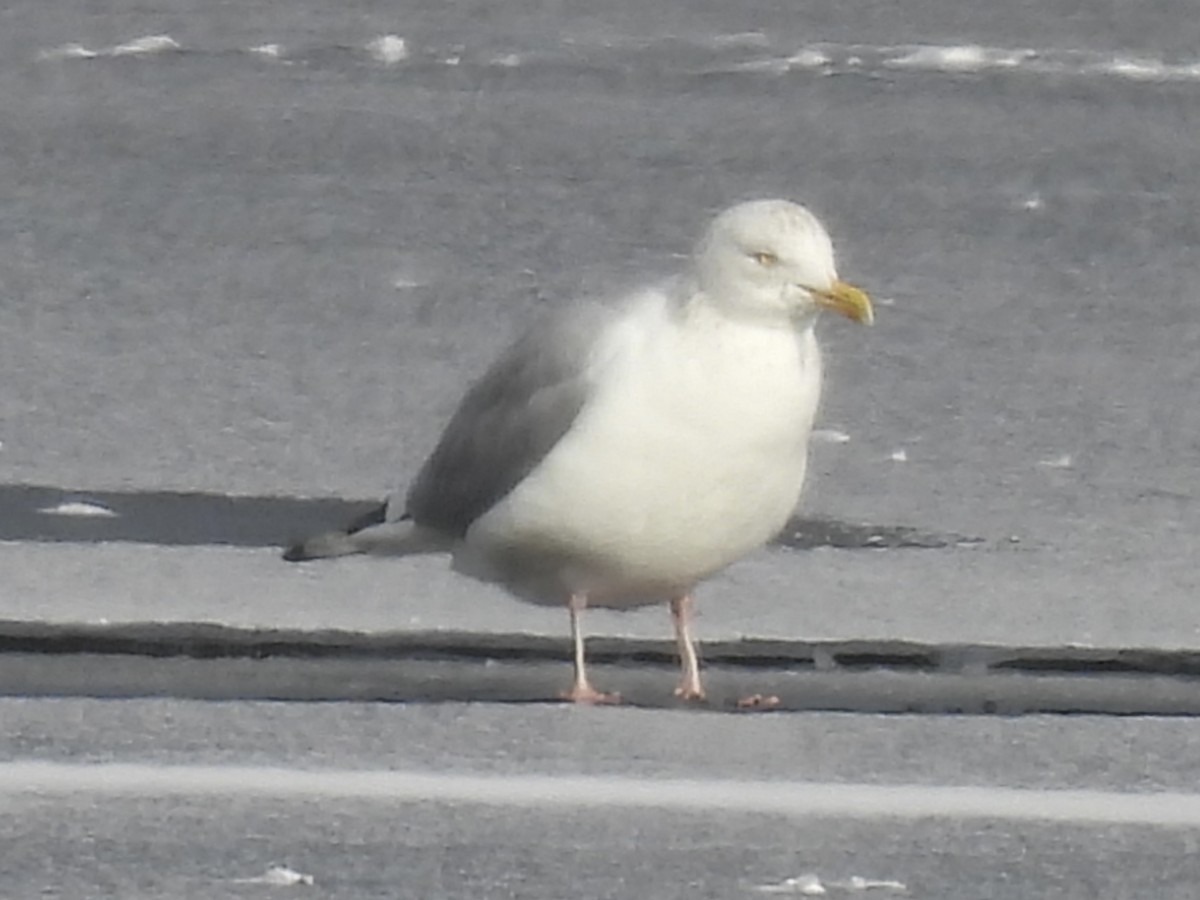 American Herring Gull - ML646410940