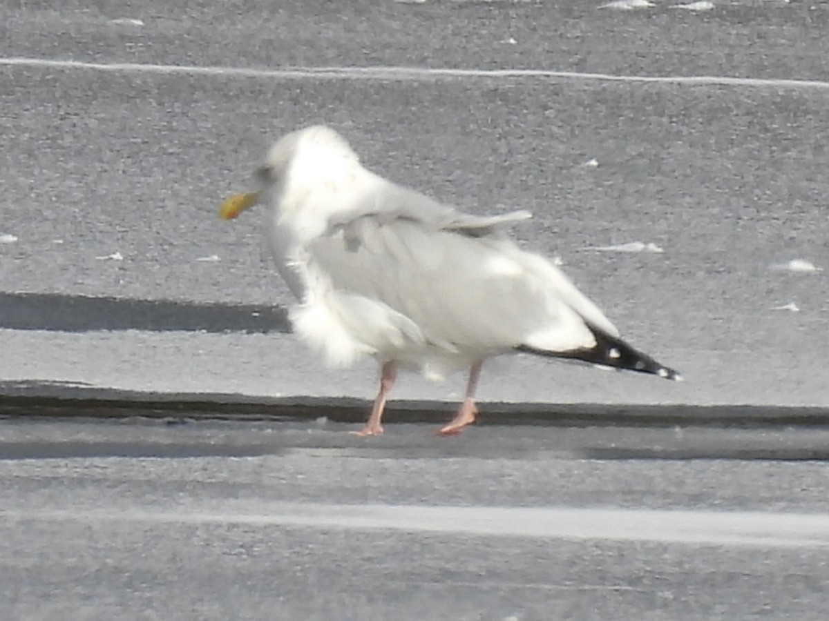American Herring Gull - ML646410941