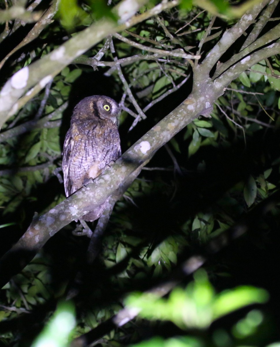 Tropical Screech-Owl - ML646410942