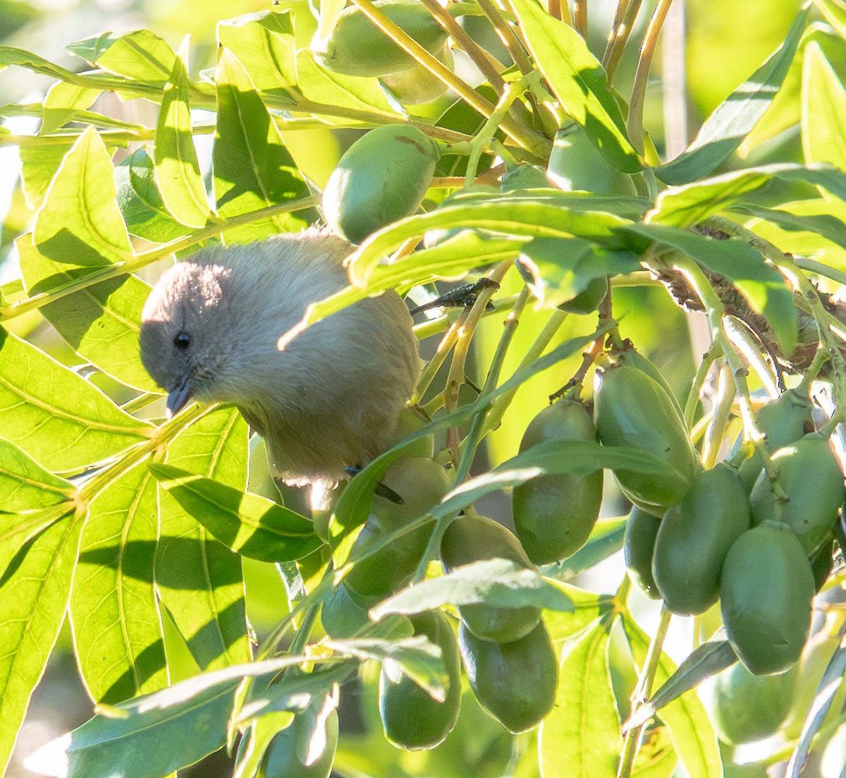 Bushtit - ML646410943
