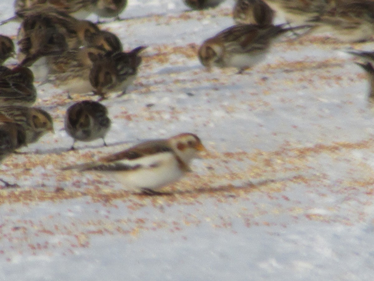 Snow Bunting - ML646410944