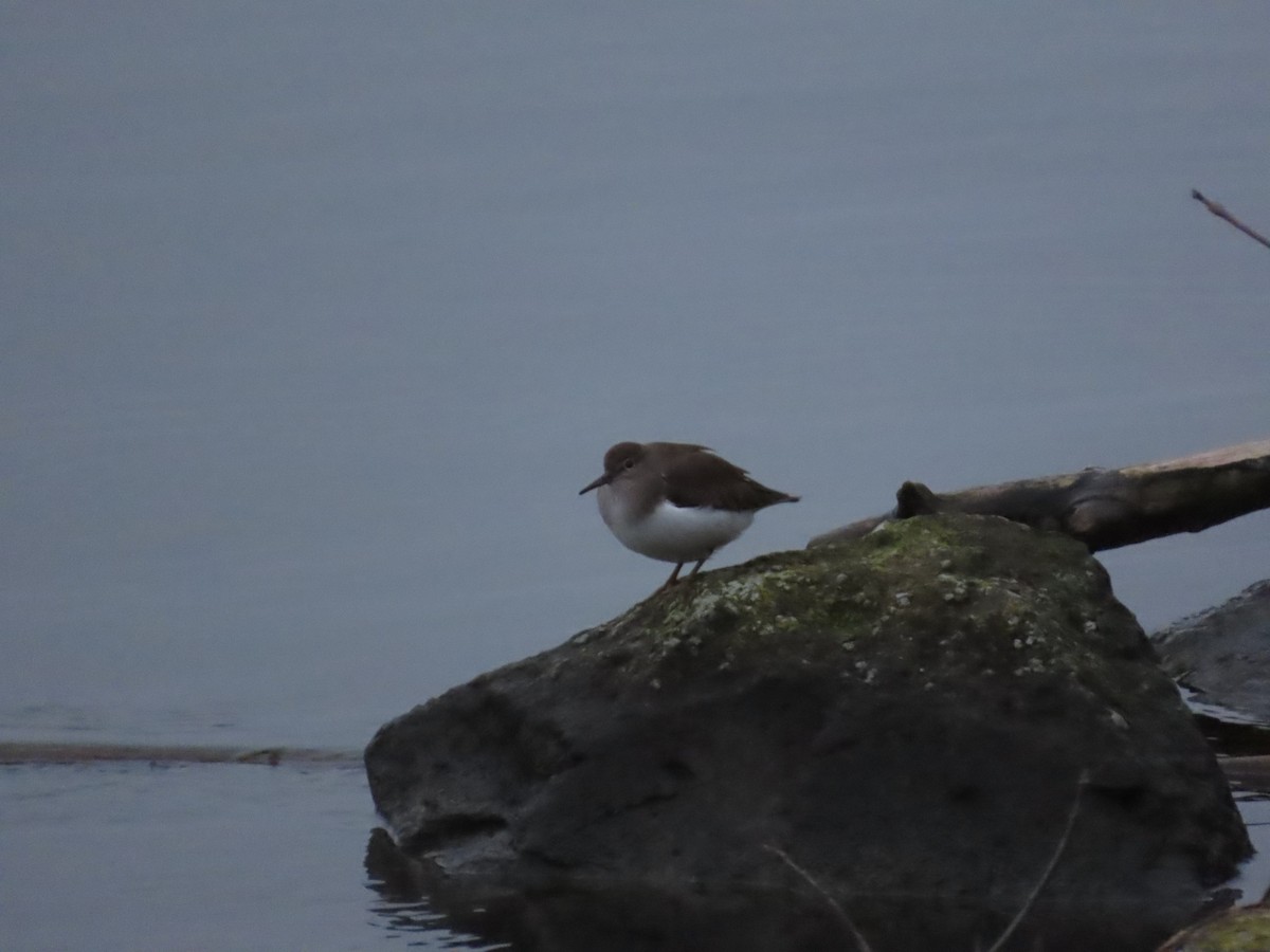 Common Sandpiper - ML646410945