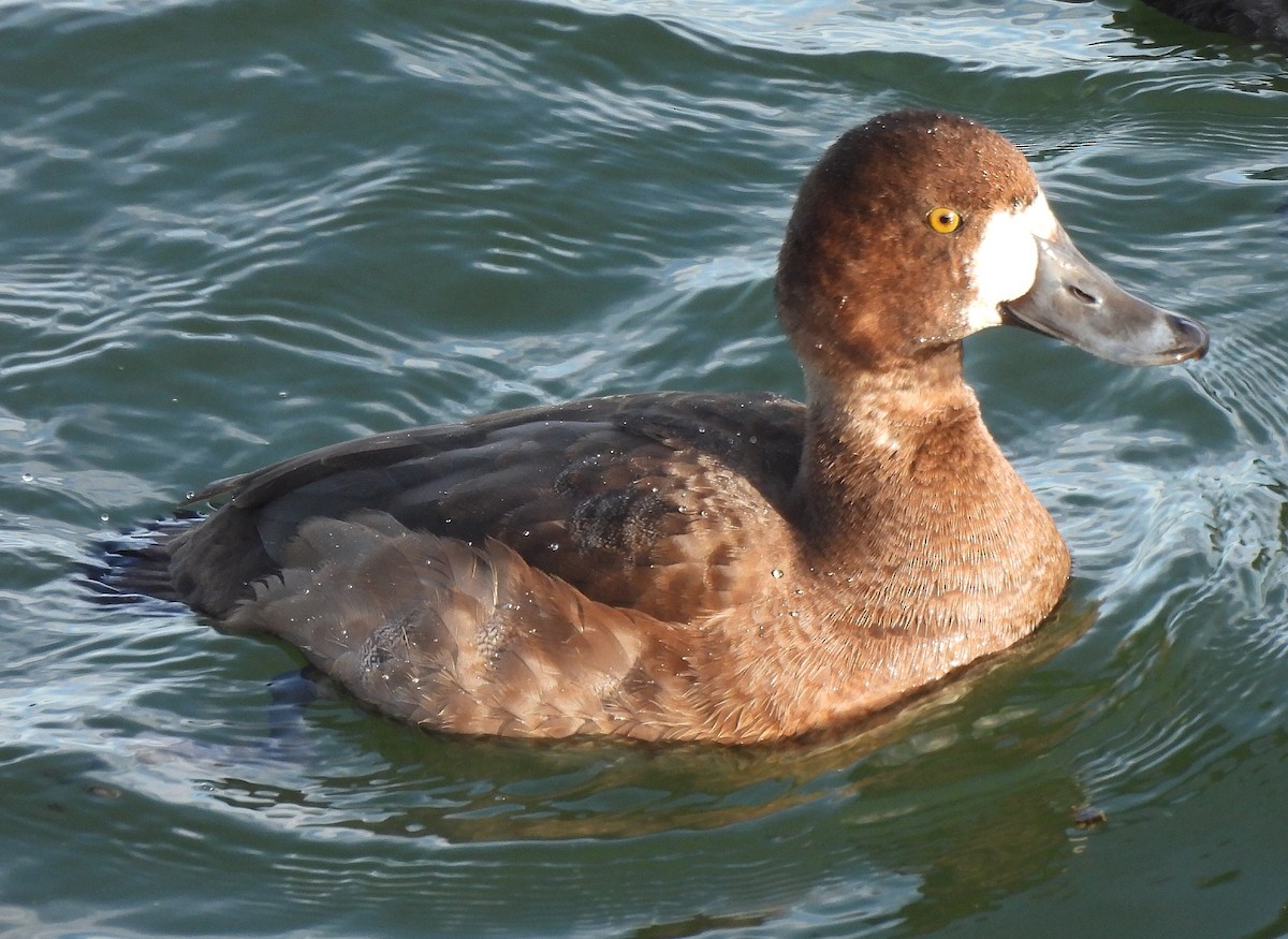 Greater Scaup - ML646410946