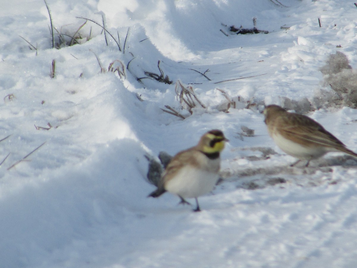 Horned Lark - ML646410947