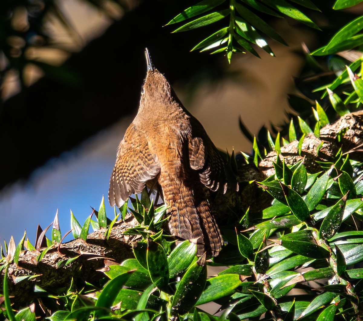 Northern House Wren - ML646410949