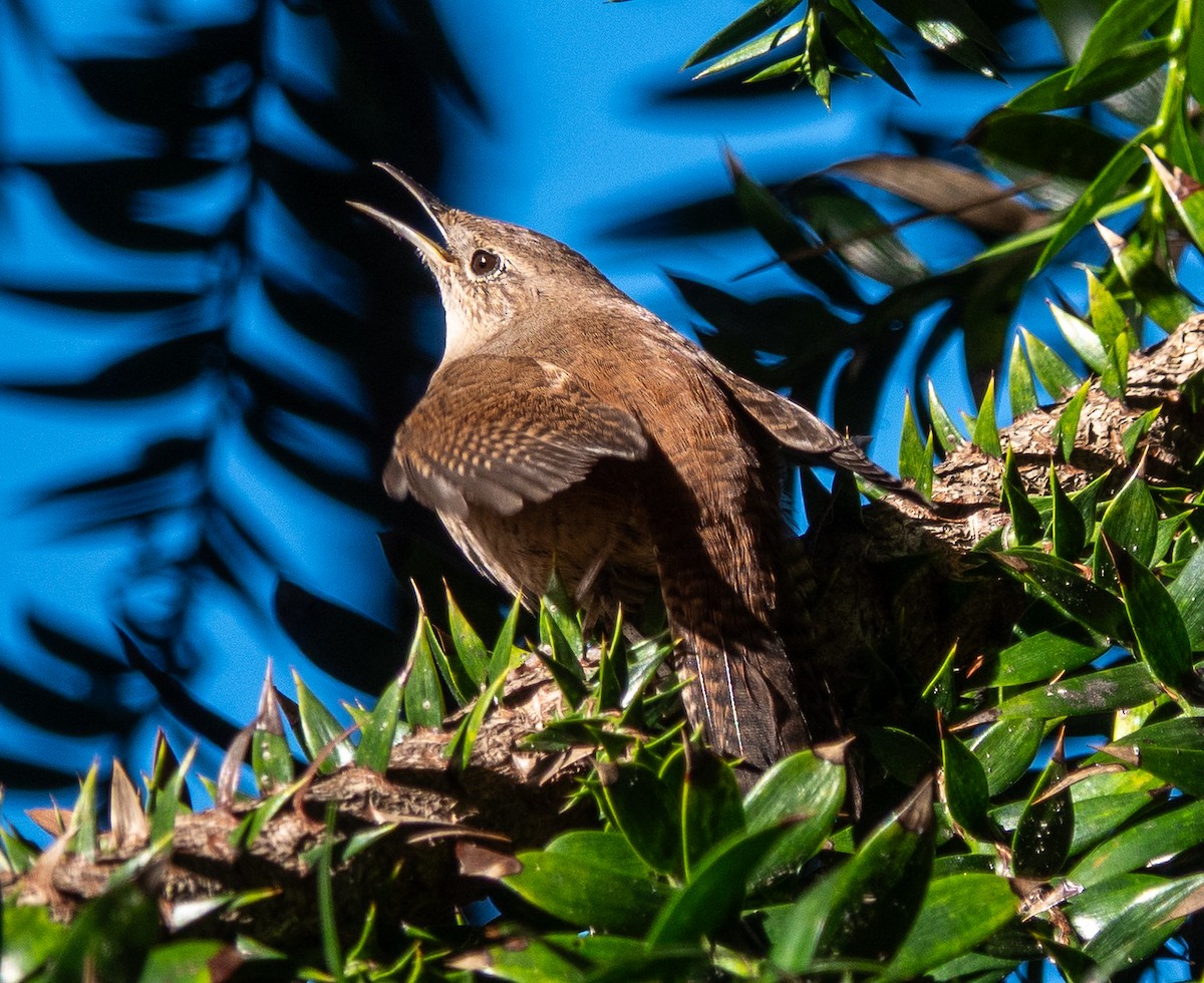 Northern House Wren - ML646410950