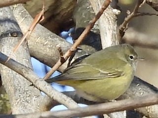 Orange-crowned Warbler - ML646410951
