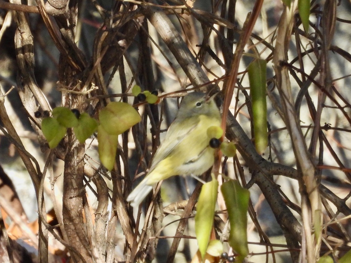 Orange-crowned Warbler - ML646410953
