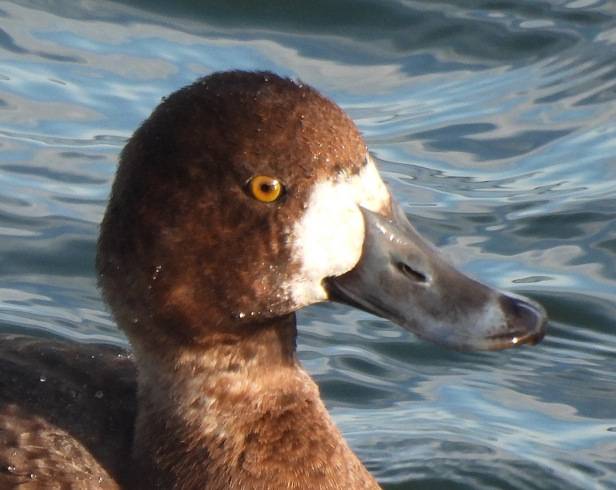 Greater Scaup - ML646410954
