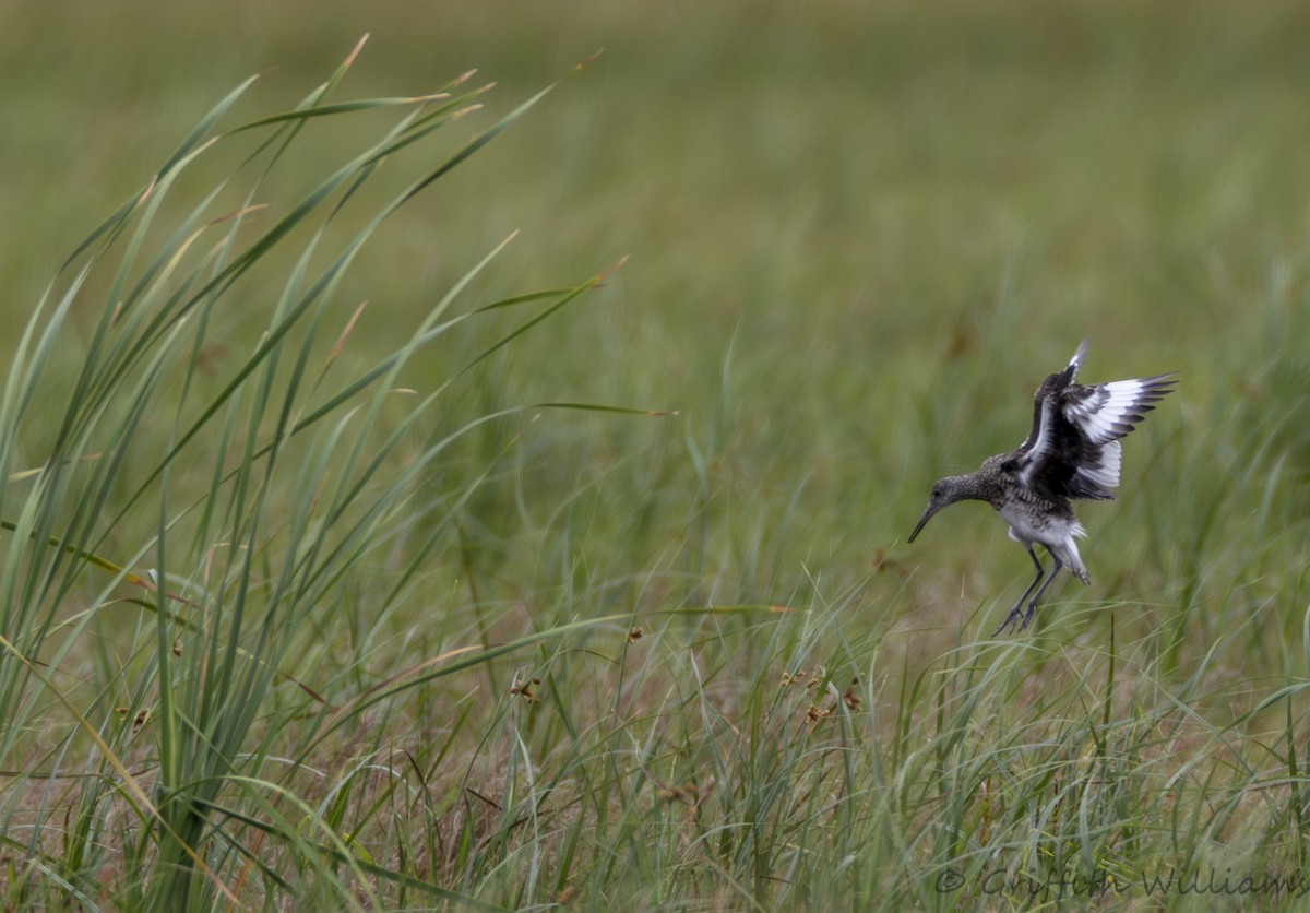 Willet - ML646410957