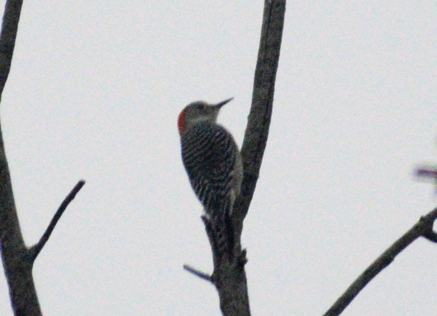 Red-bellied Woodpecker - ML646410958