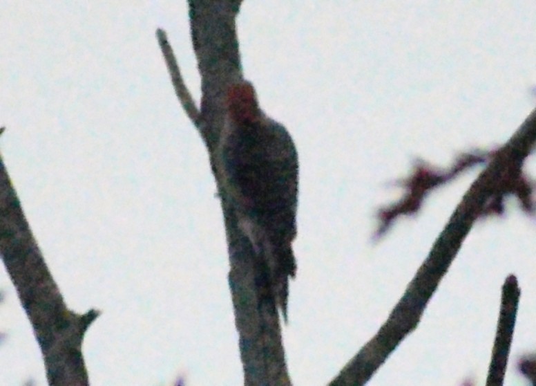 Red-bellied Woodpecker - ML646410959
