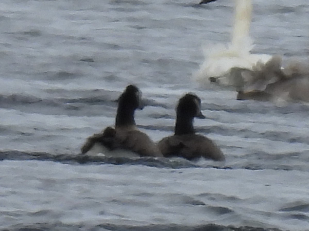 Canada Goose - ML646410960