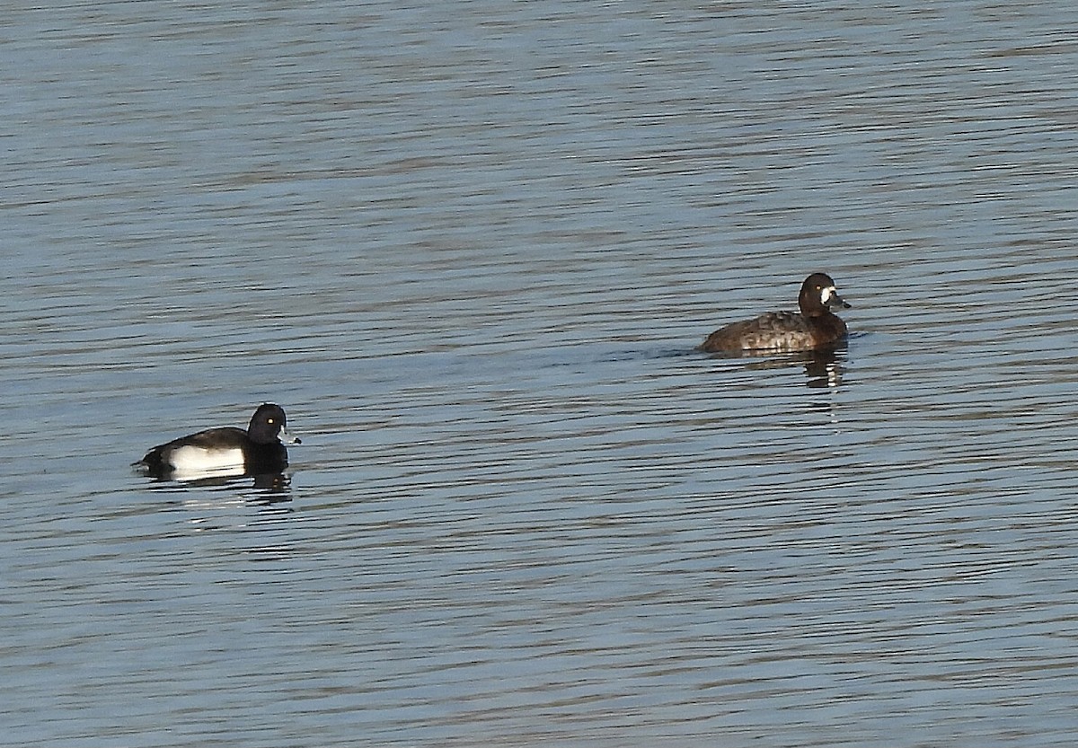 Greater Scaup - ML646410963