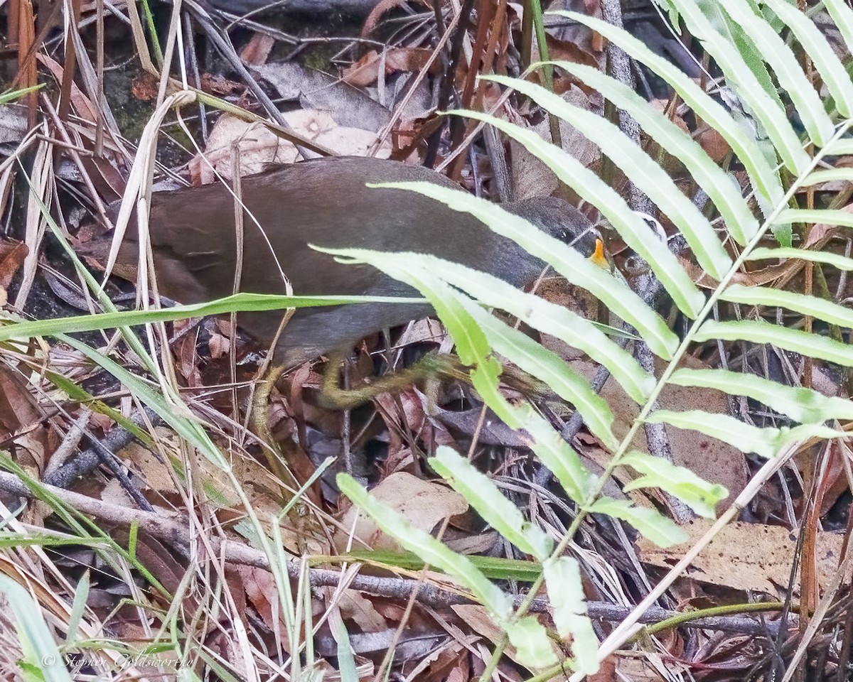 Pale-vented Bush-hen - ML646410964