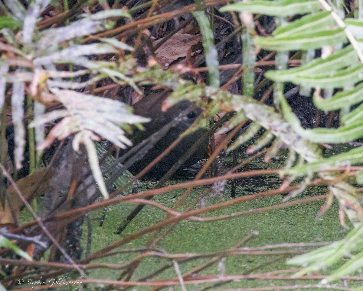 Pale-vented Bush-hen - ML646410965