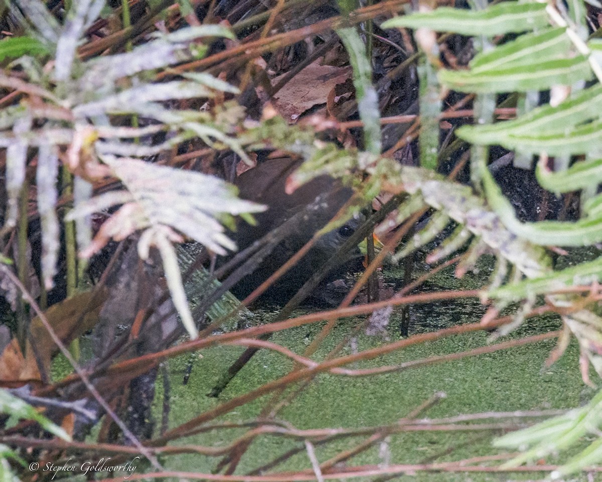 Pale-vented Bush-hen - ML646410966