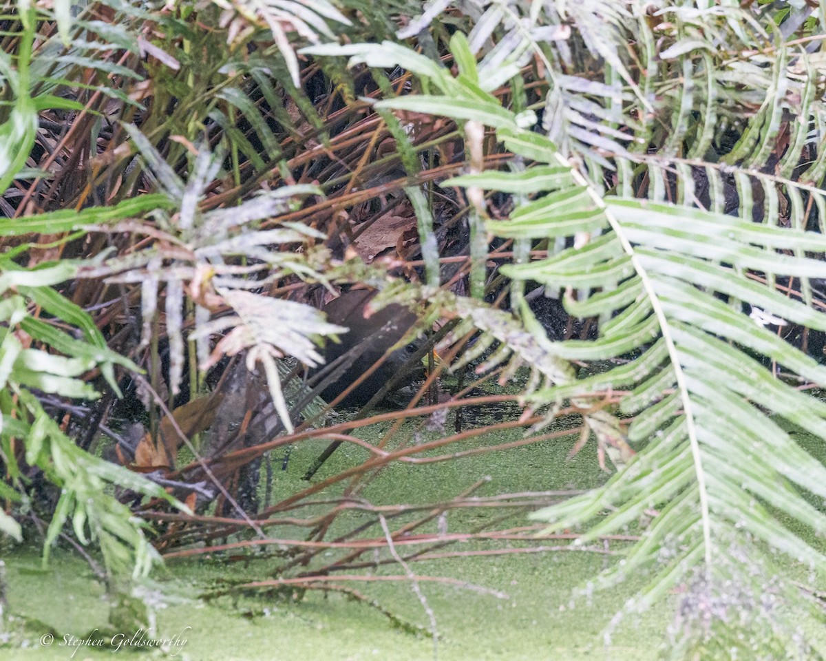 Pale-vented Bush-hen - ML646410967