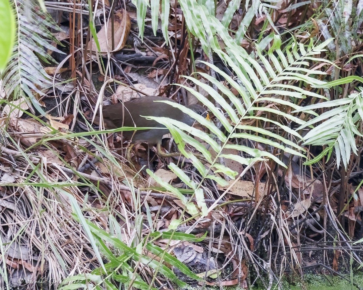 Pale-vented Bush-hen - ML646410968