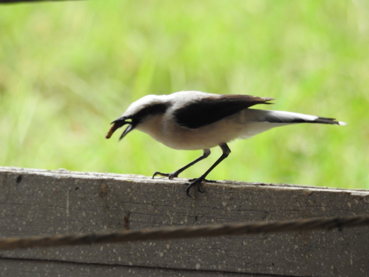 Masked Water-Tyrant - ML646410969