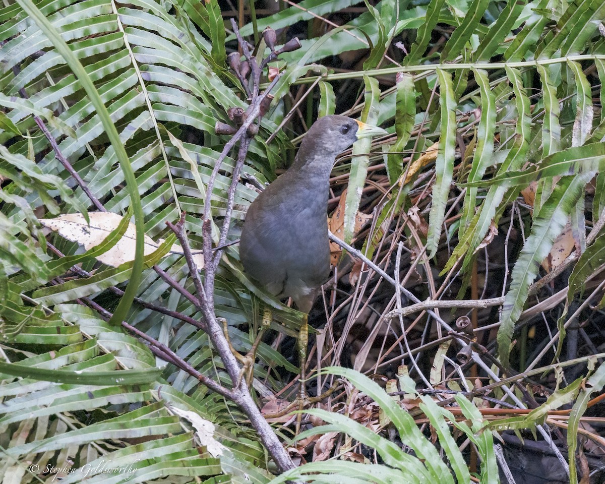 Pale-vented Bush-hen - ML646410970