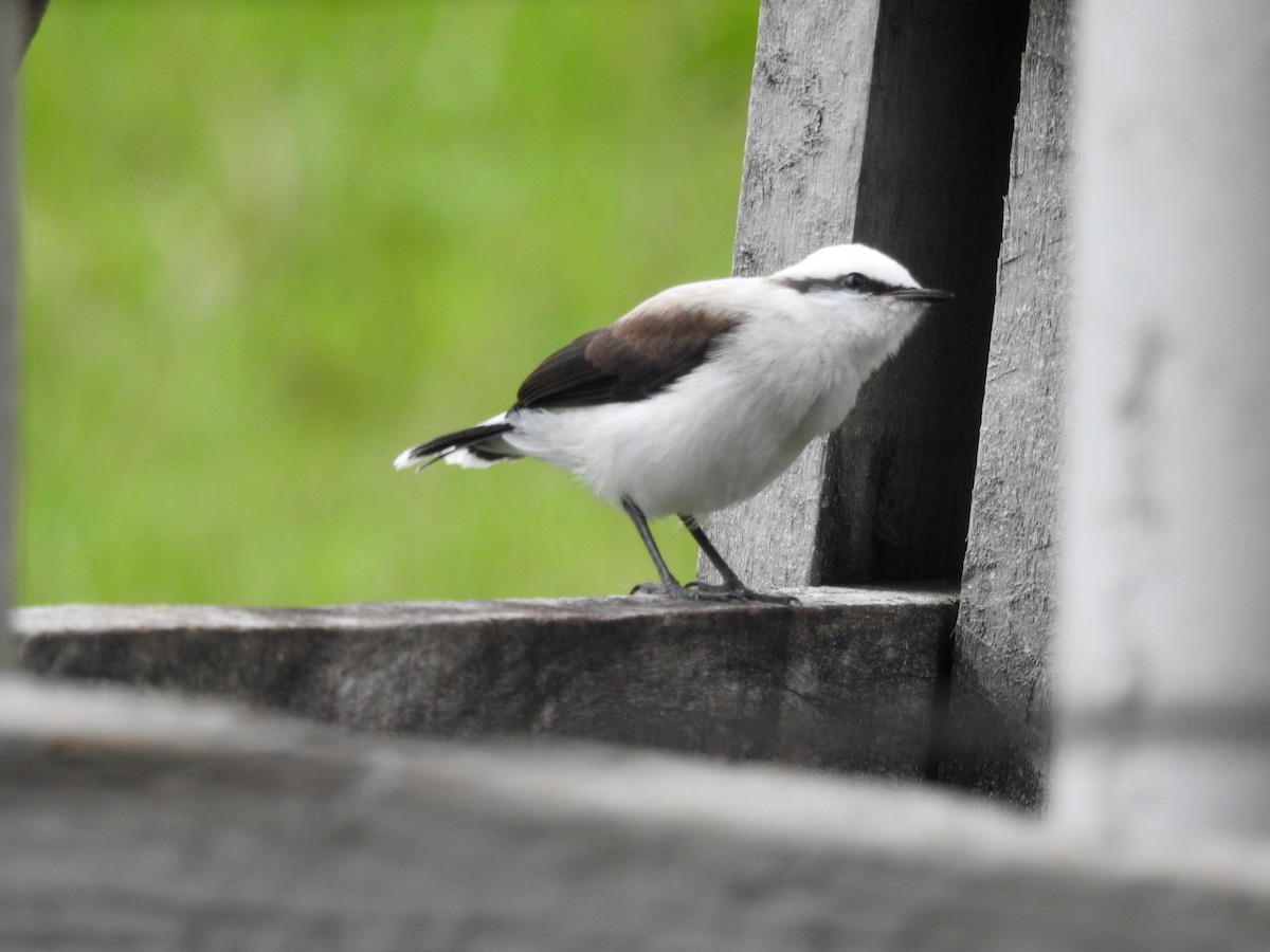 Masked Water-Tyrant - ML646410971