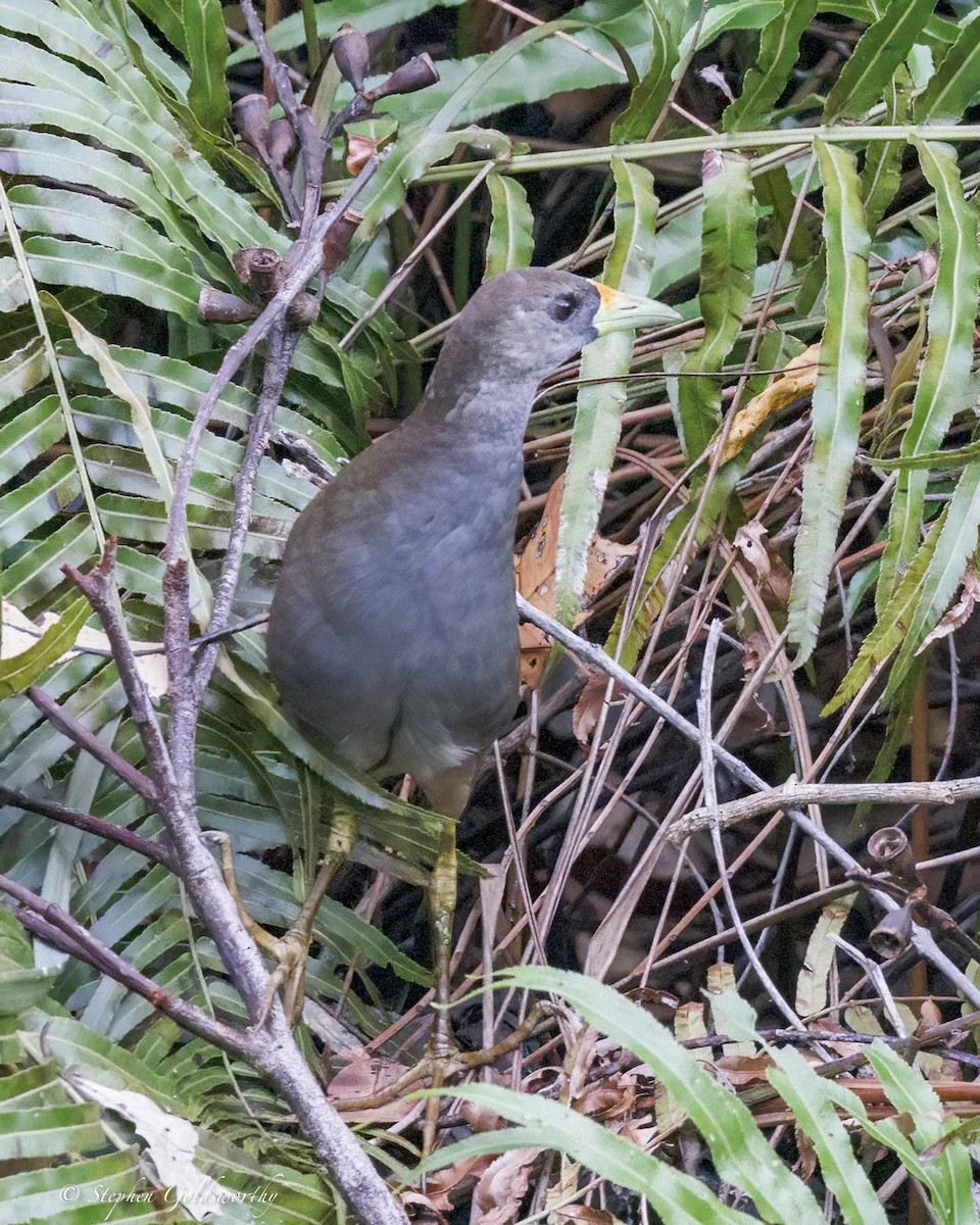 Pale-vented Bush-hen - ML646410973