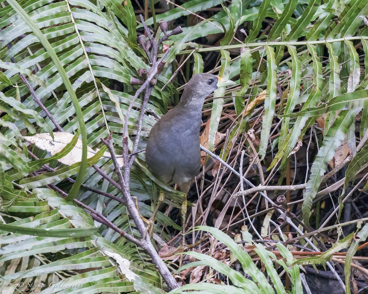 Pale-vented Bush-hen - ML646410974