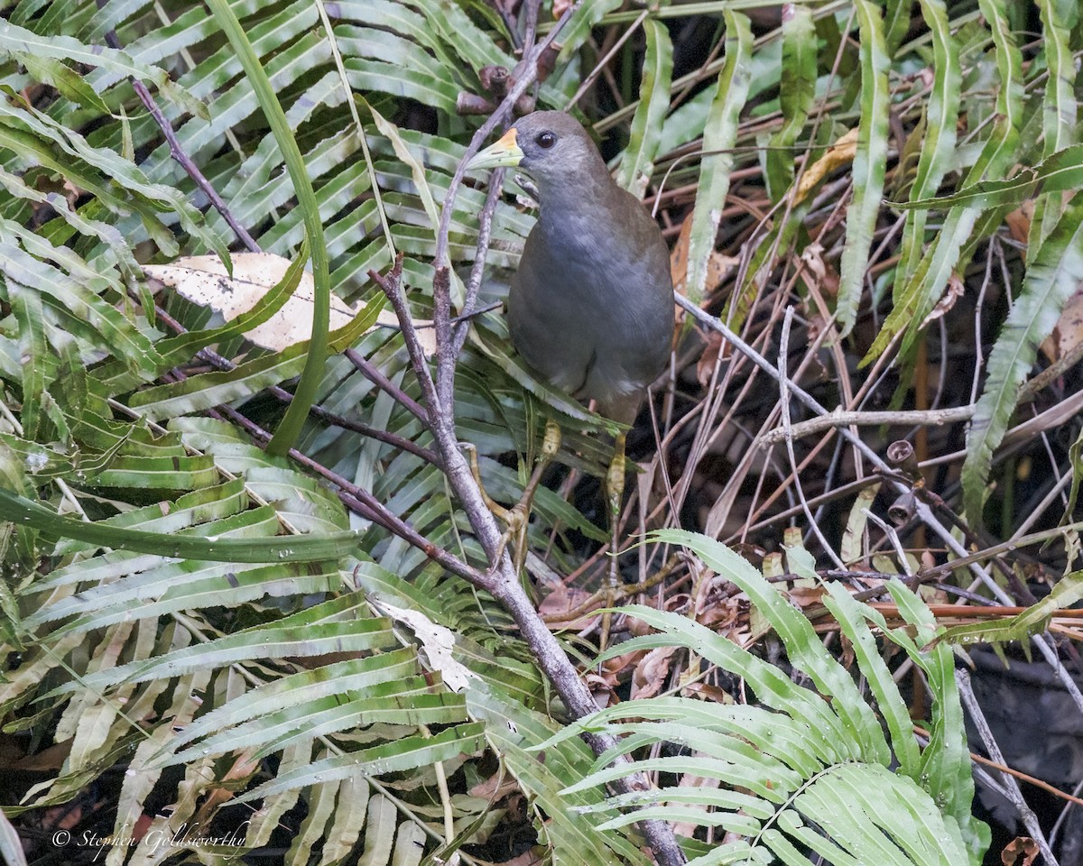 Pale-vented Bush-hen - ML646410975