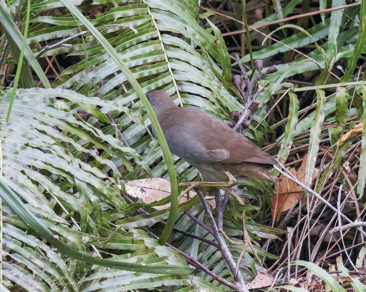 Pale-vented Bush-hen - ML646410977