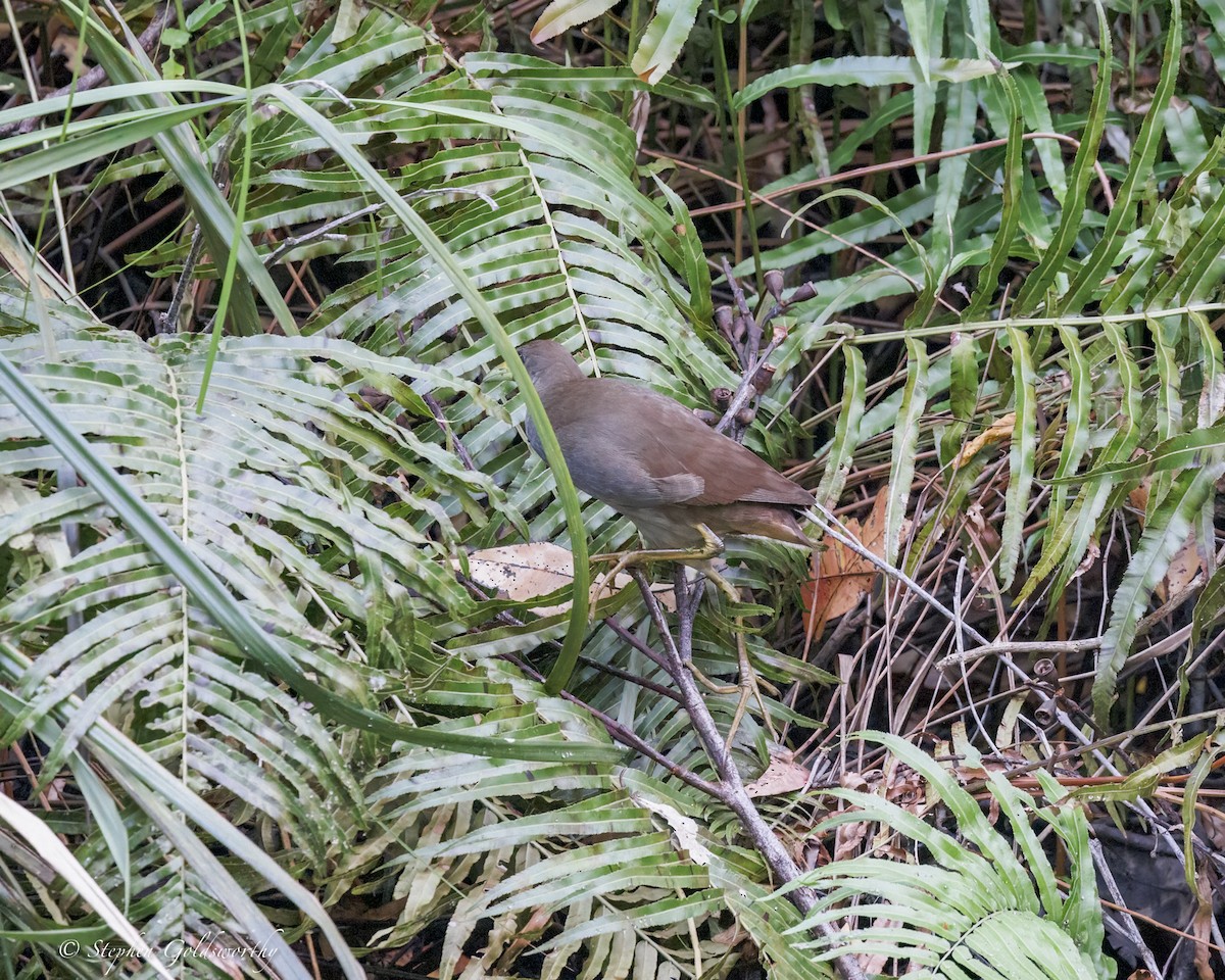 Pale-vented Bush-hen - ML646410978