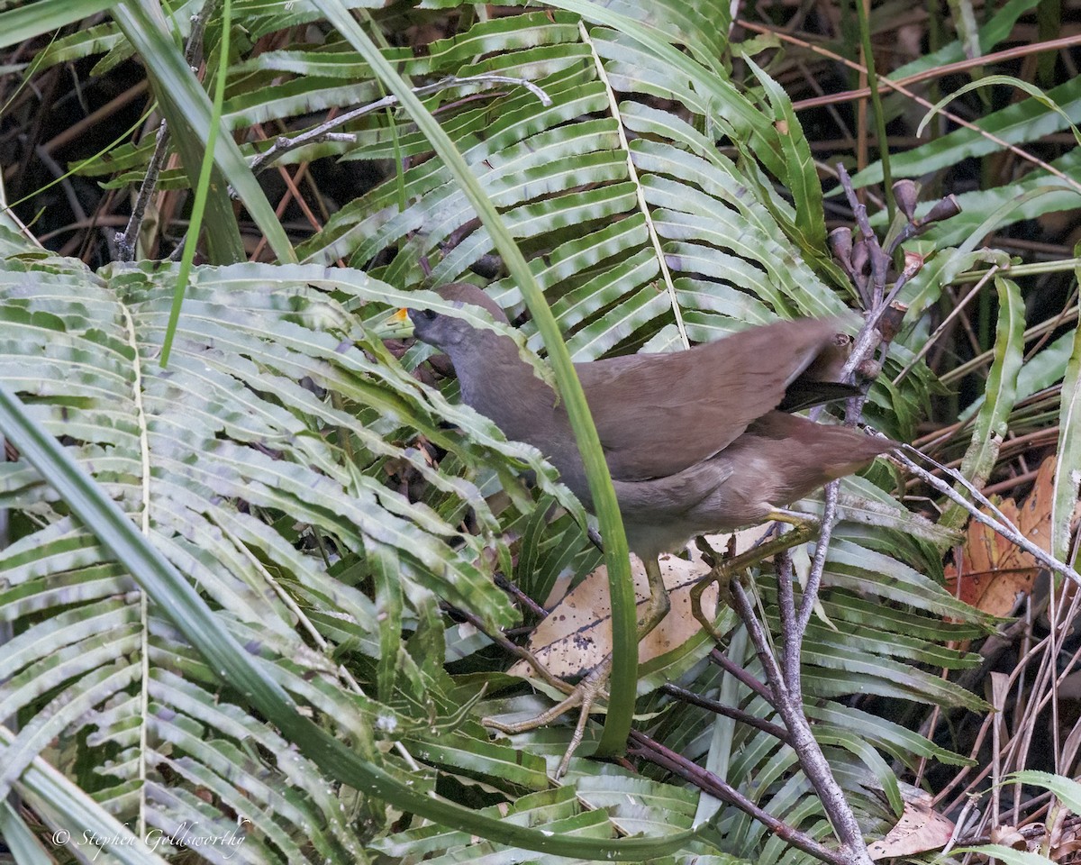 Pale-vented Bush-hen - ML646410979