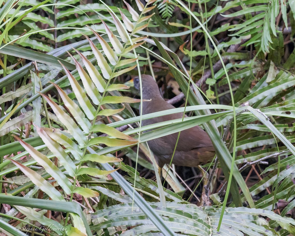 Pale-vented Bush-hen - ML646410980