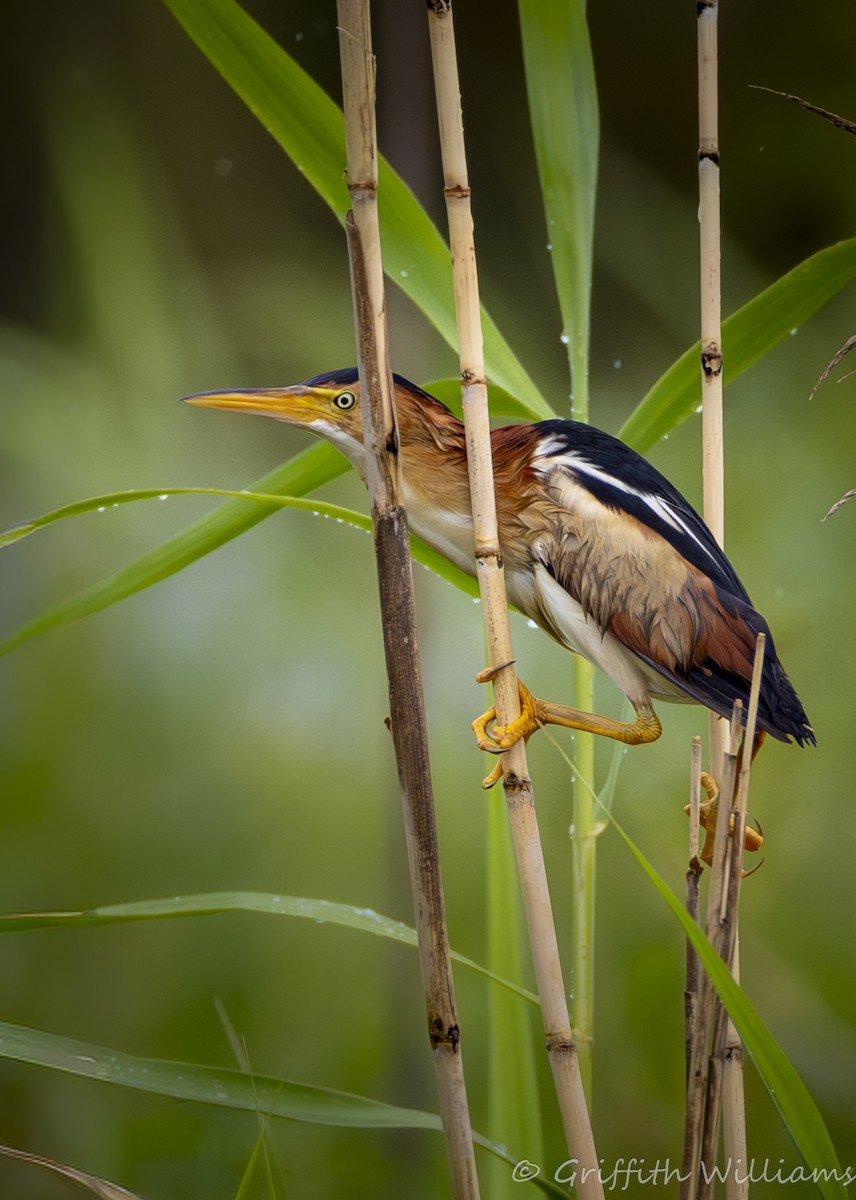 Least Bittern - ML646410982