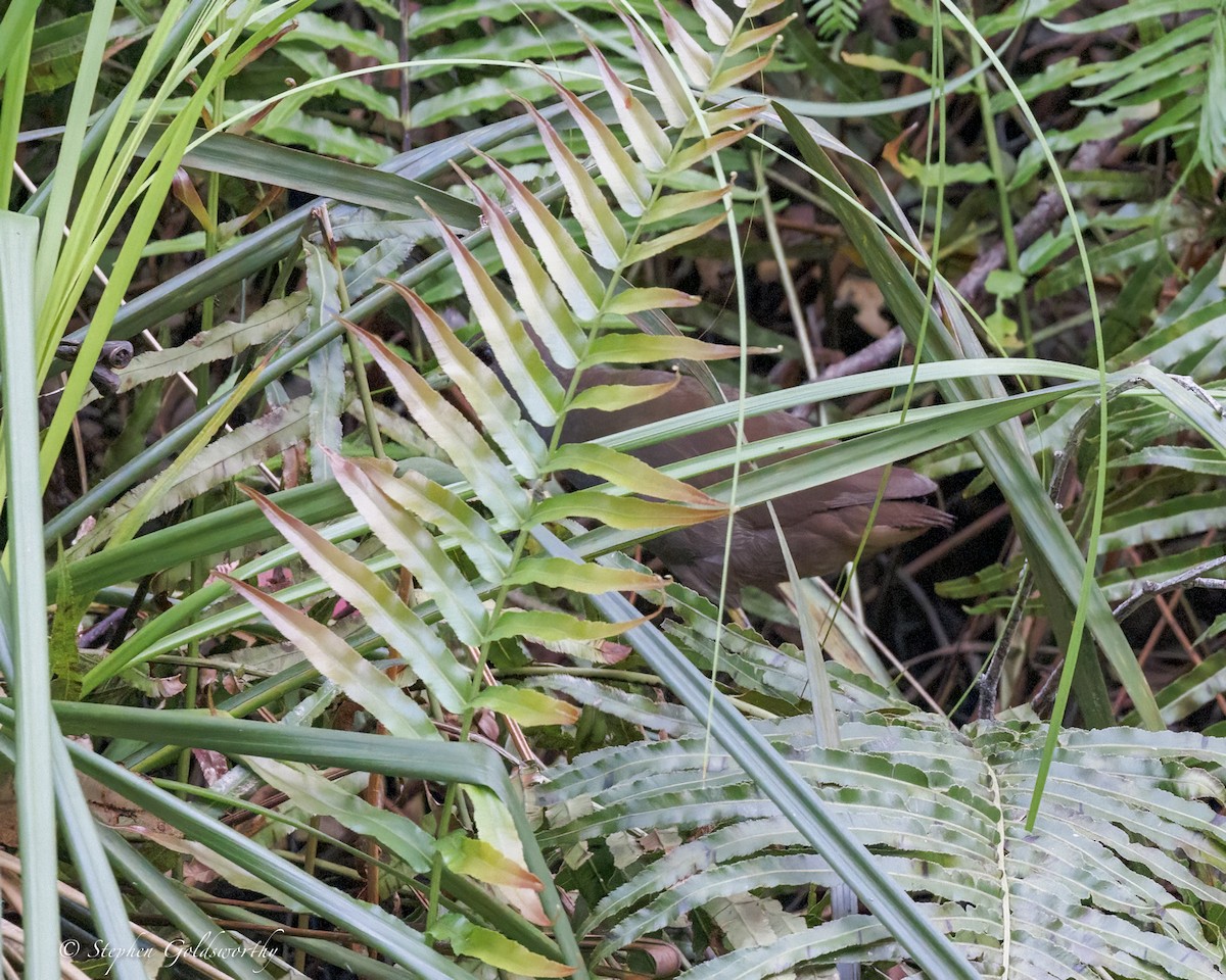 Pale-vented Bush-hen - ML646410983