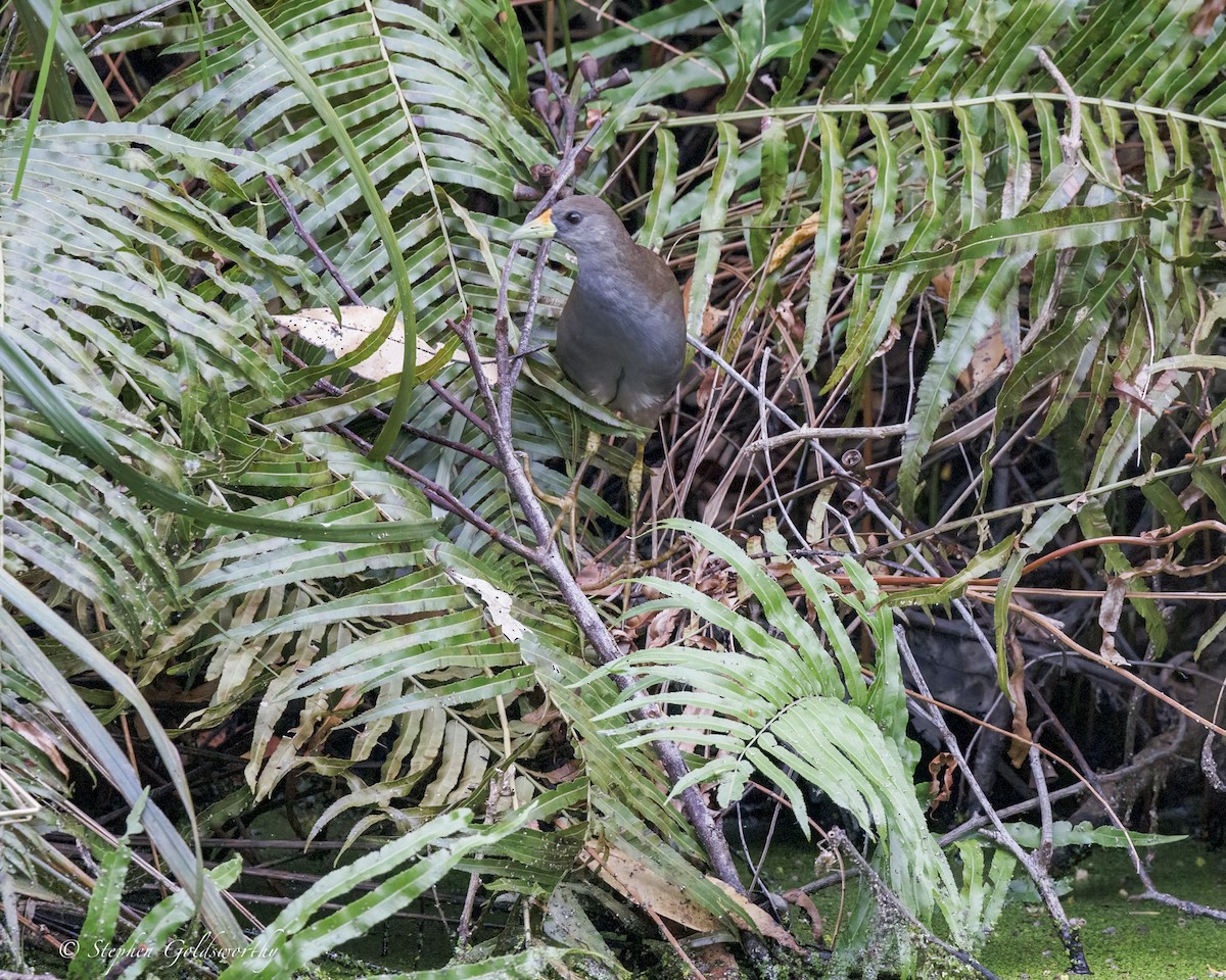 Pale-vented Bush-hen - ML646410984