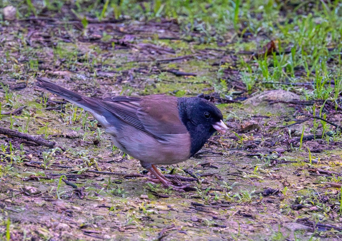 Dark-eyed Junco - ML646410985