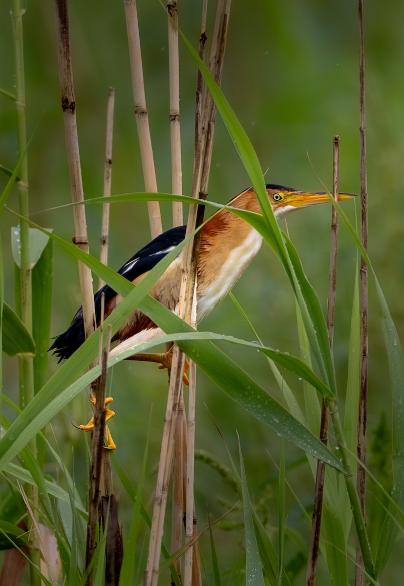Least Bittern - ML646410987
