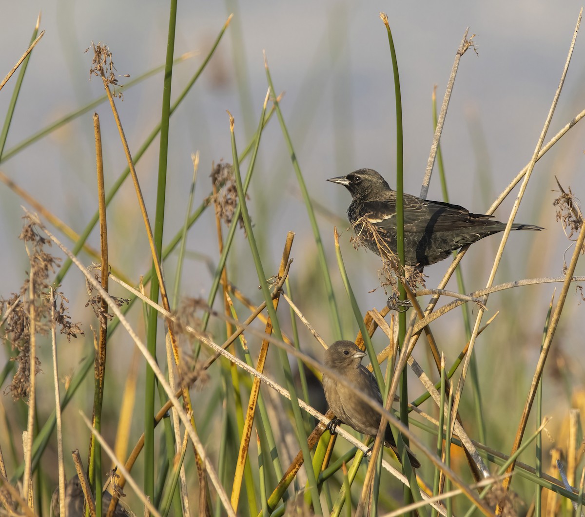 Tricolored Blackbird - ML646410989