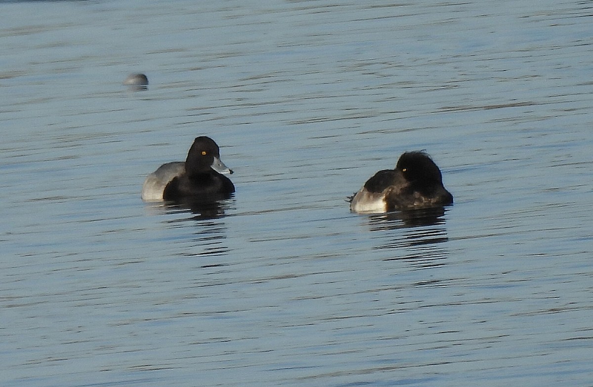 Lesser Scaup - ML646410993