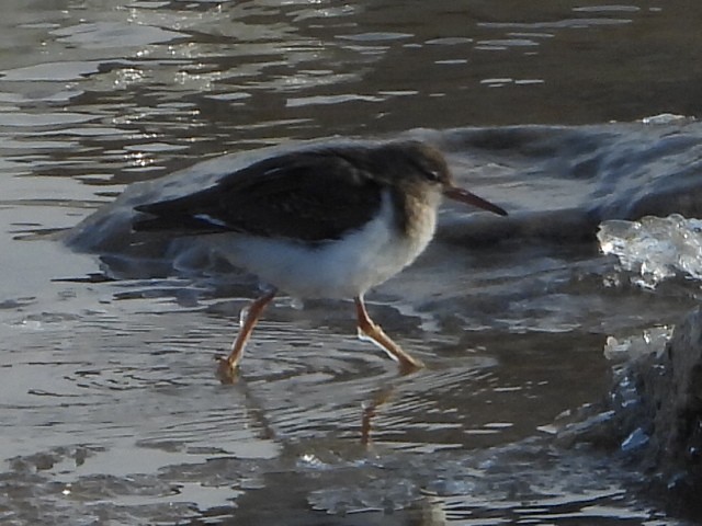 Benekli Düdükçün - ML646410995