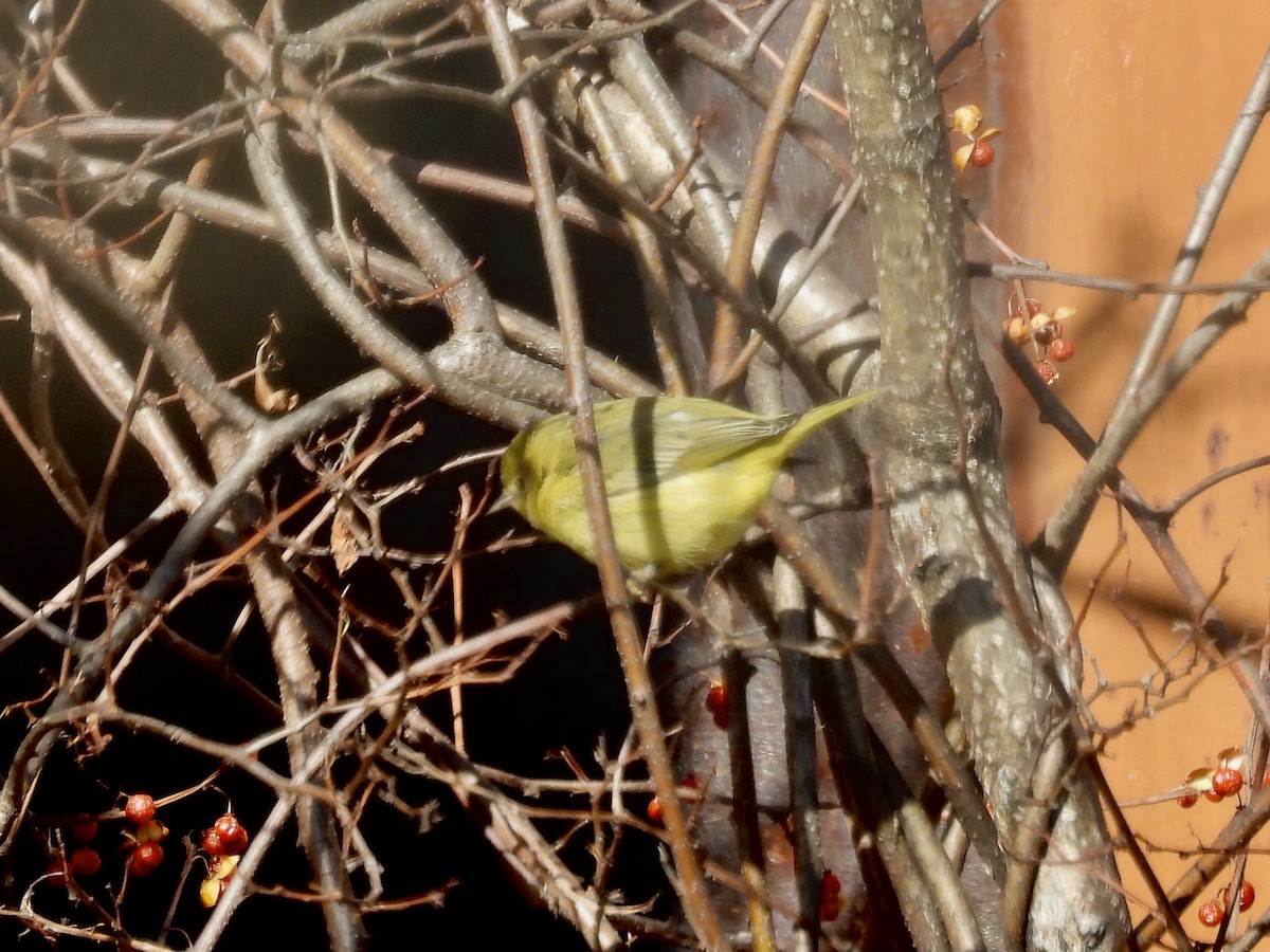 Northern Yellow Warbler - ML646410996