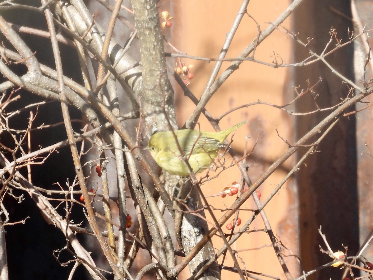 Northern Yellow Warbler - ML646410997