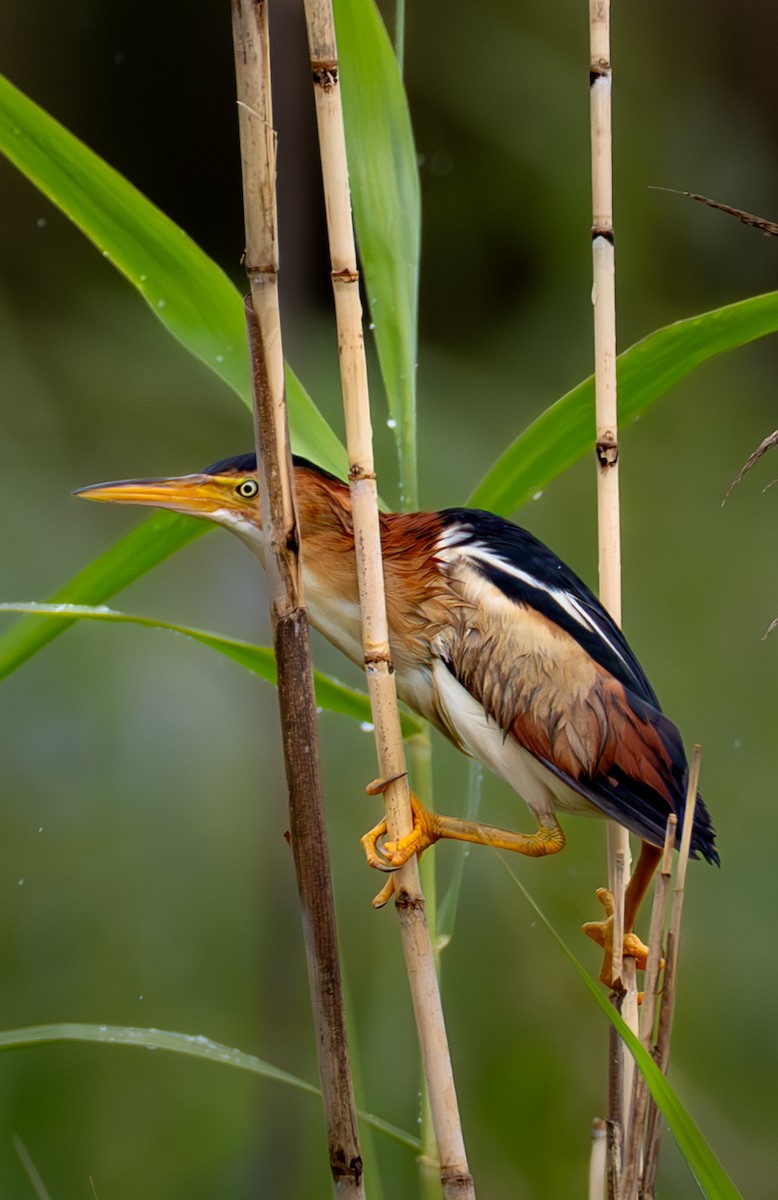 Least Bittern - ML646410998